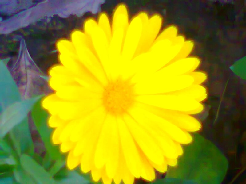Yellow Flower in Bloom — Natural