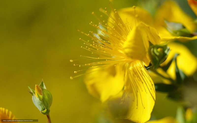 Yellow Flower in Bloom — Serene, Afternoon, Photograph, Flower Bud