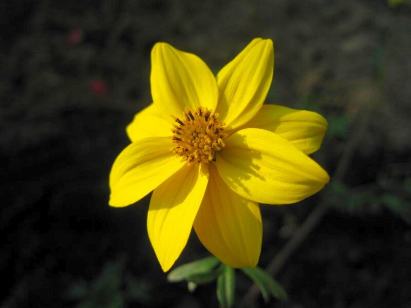 Yellow Flower in Bloom — Serene, Afternoon, Photograph, Petals, Center