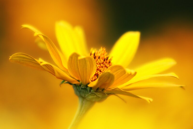 Yellow Flower in Bloom — Serene, Afternoon, Photograph, Petals
