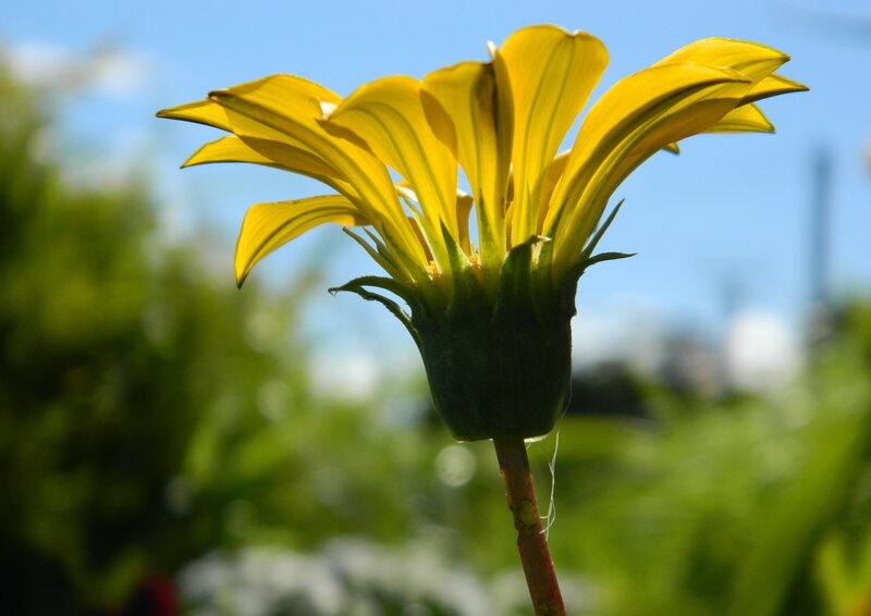 Yellow Flower in Bloom — Serene, Afternoon