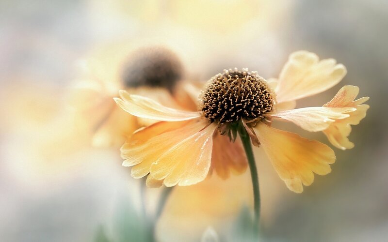 Yellow Flower in Bloom — Serene, Photograph