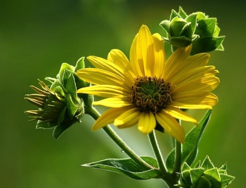 Yellow Flower in Bloom — Serene