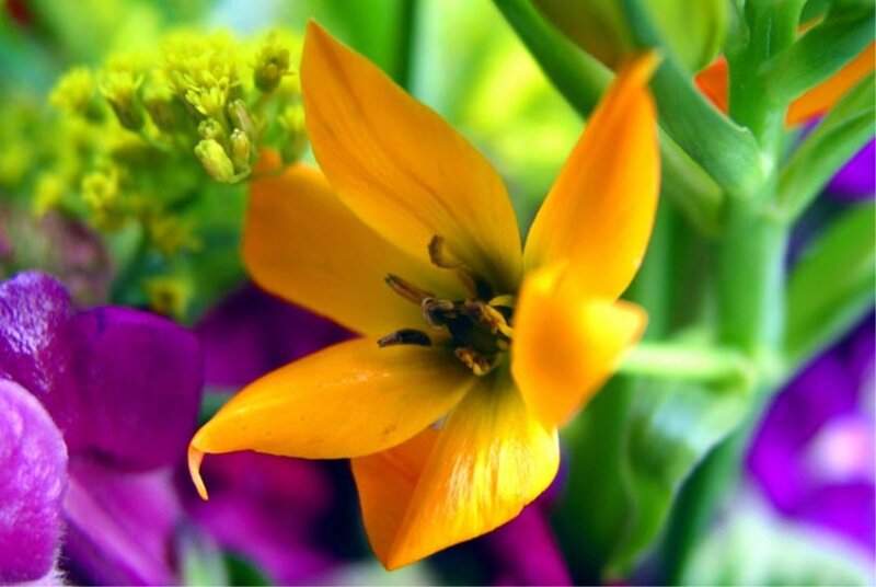 Yellow Flower in Bloom — Vibrant