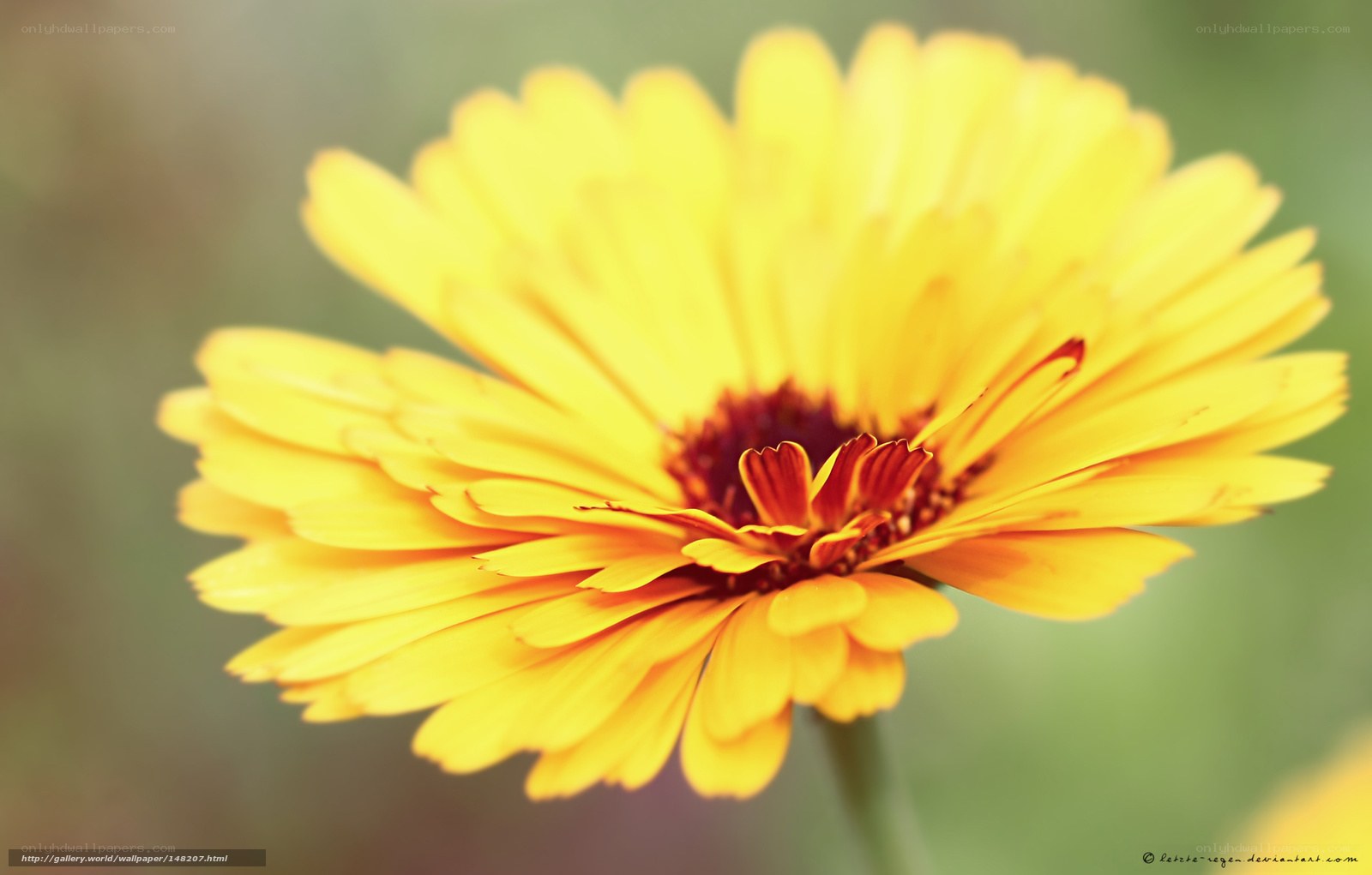 yellow flower in bloom