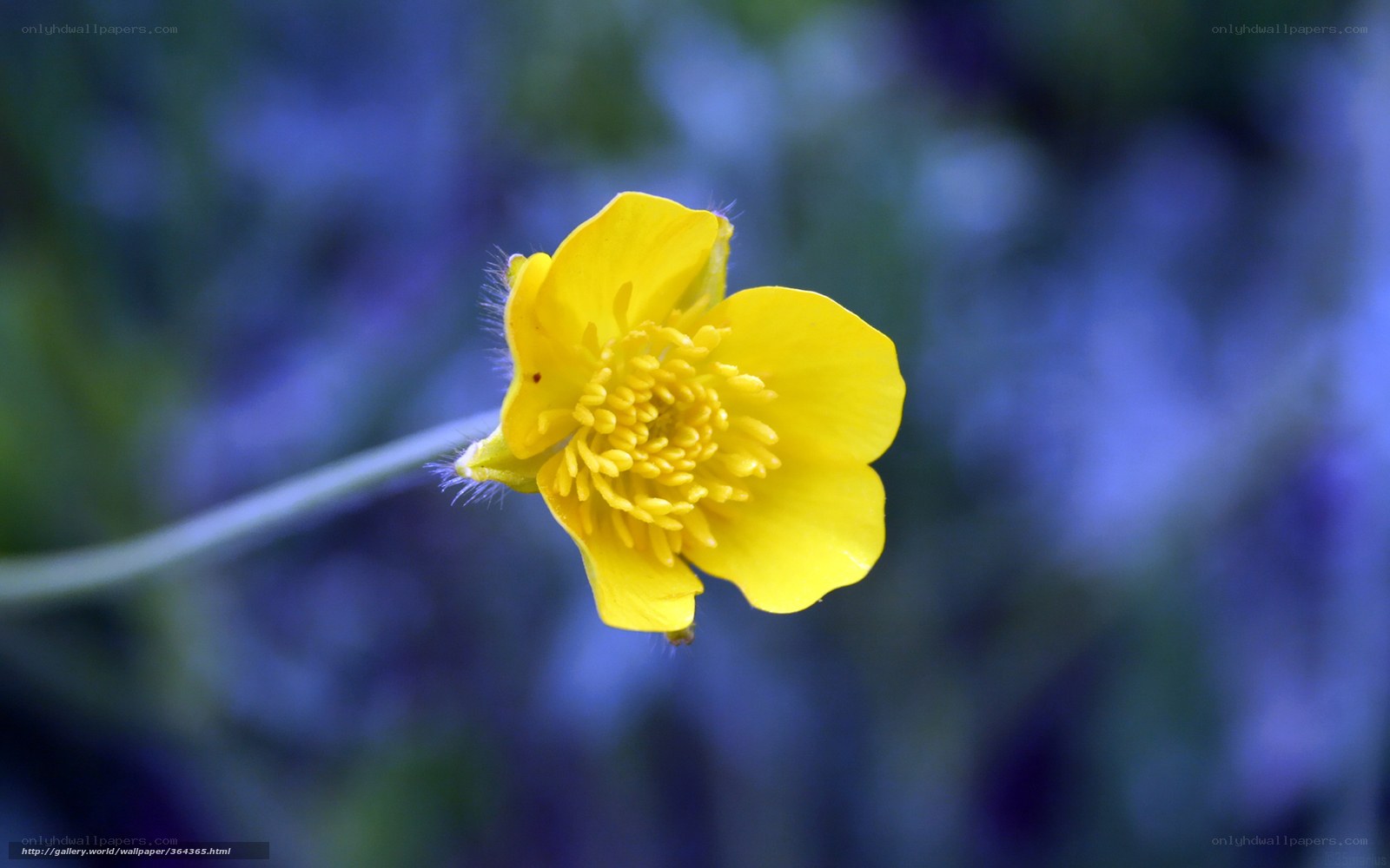 Yellow flower in blue blur