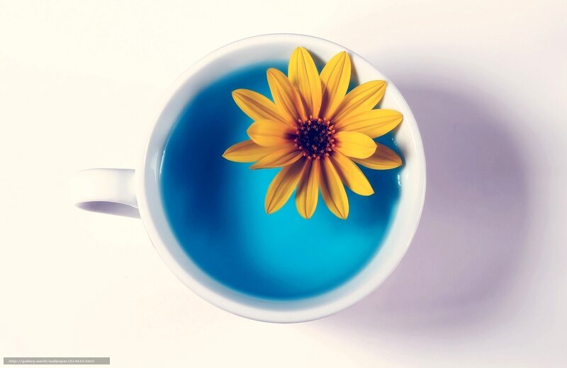 Yellow Flower in Blue Cup