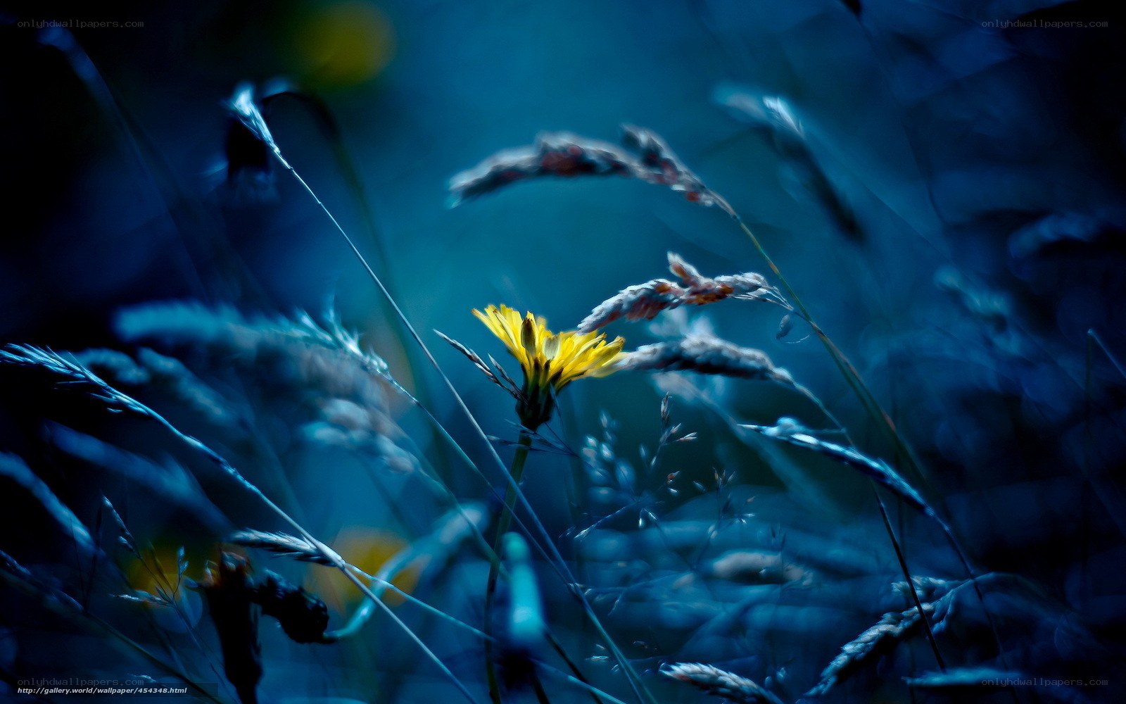 Yellow flower in blue grass