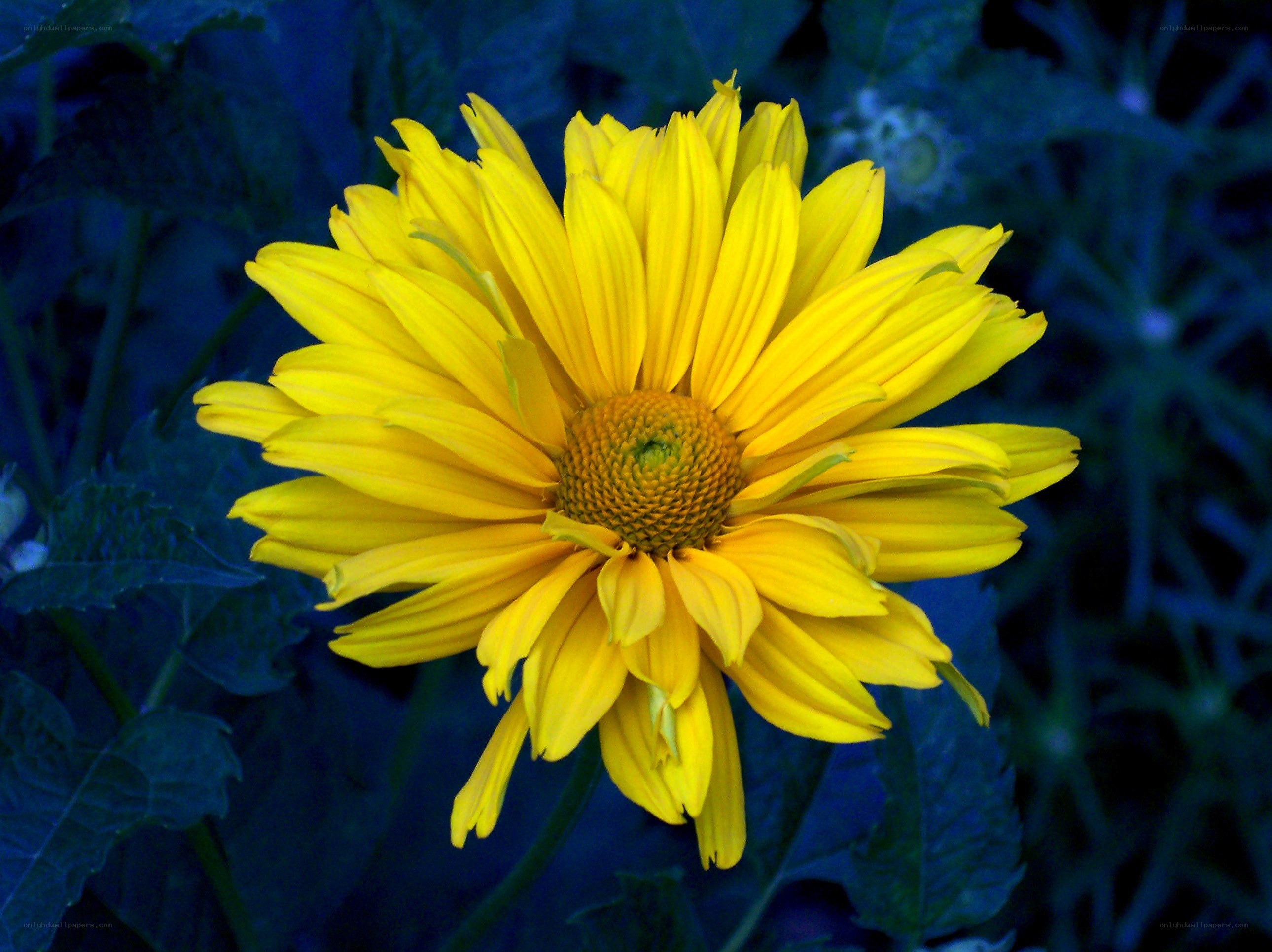 Yellow flower in blue light