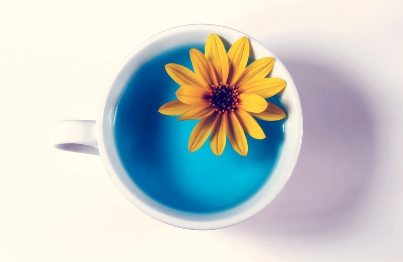 Yellow flower in blue tea cup