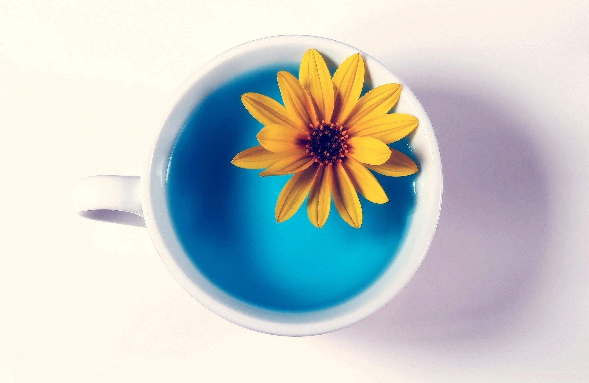 Yellow flower in blue tea cup