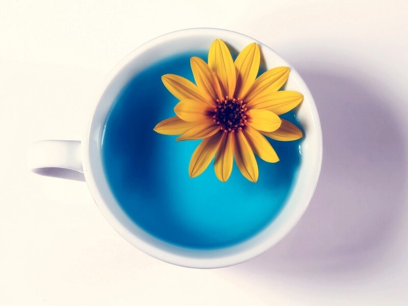 Yellow Flower in Blue Tea