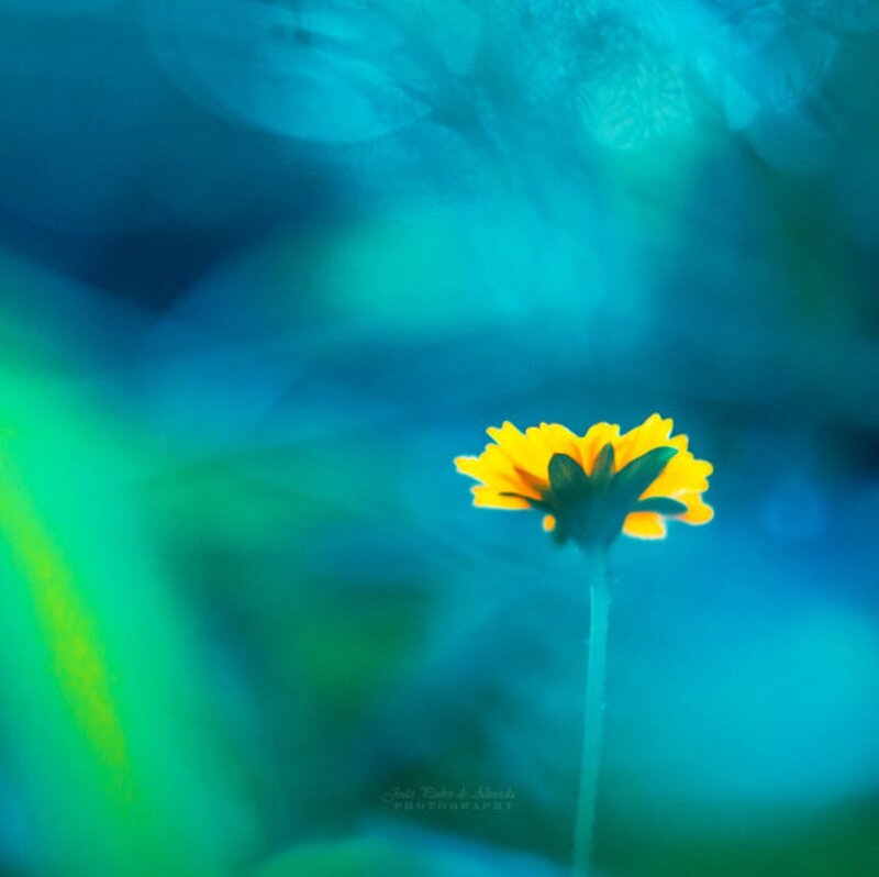 Yellow Flower in Blue
