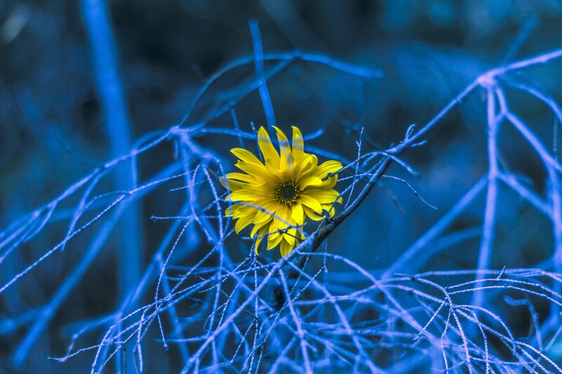Yellow Flower in Branches