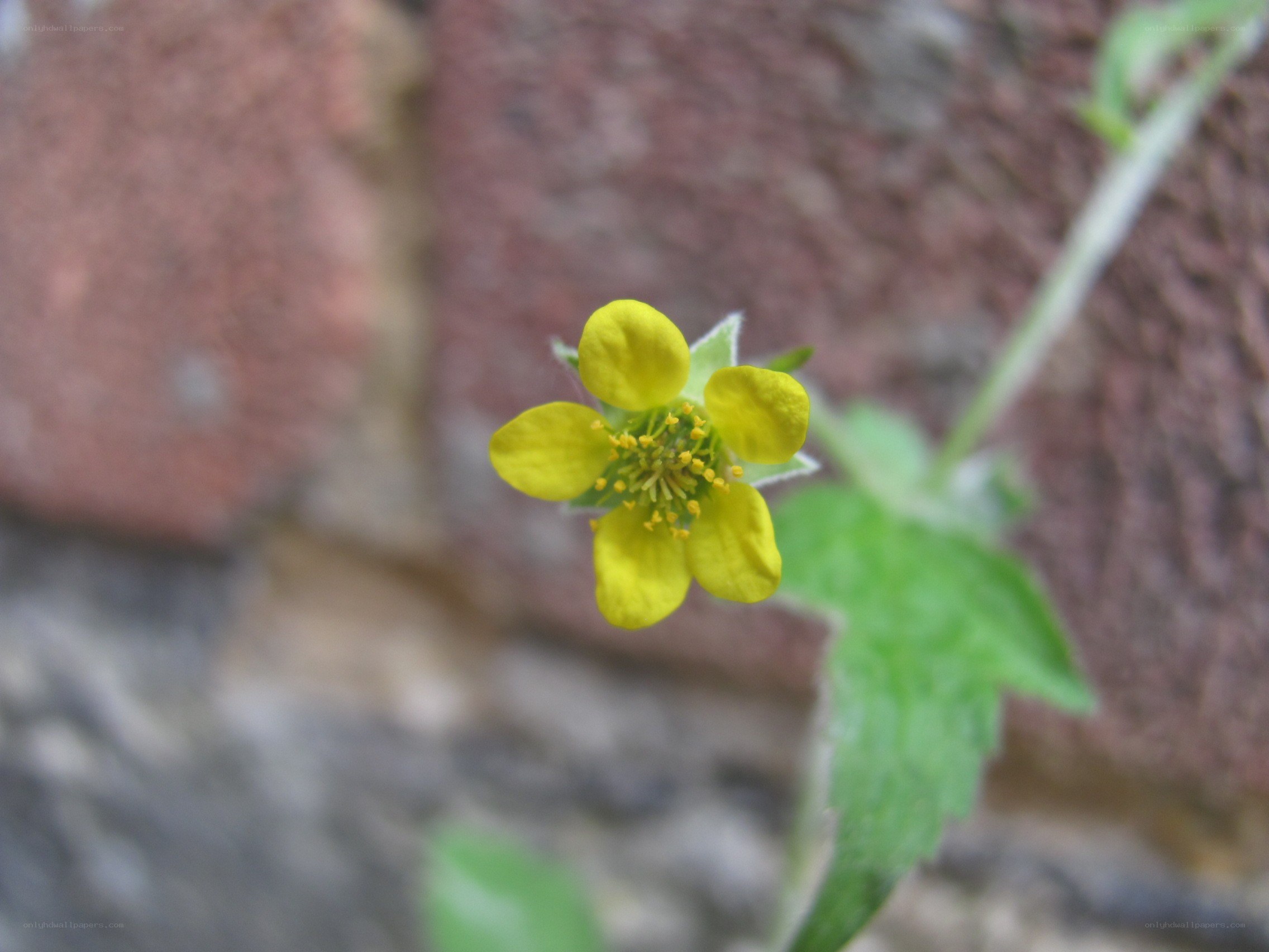 yellow flower in brick wall