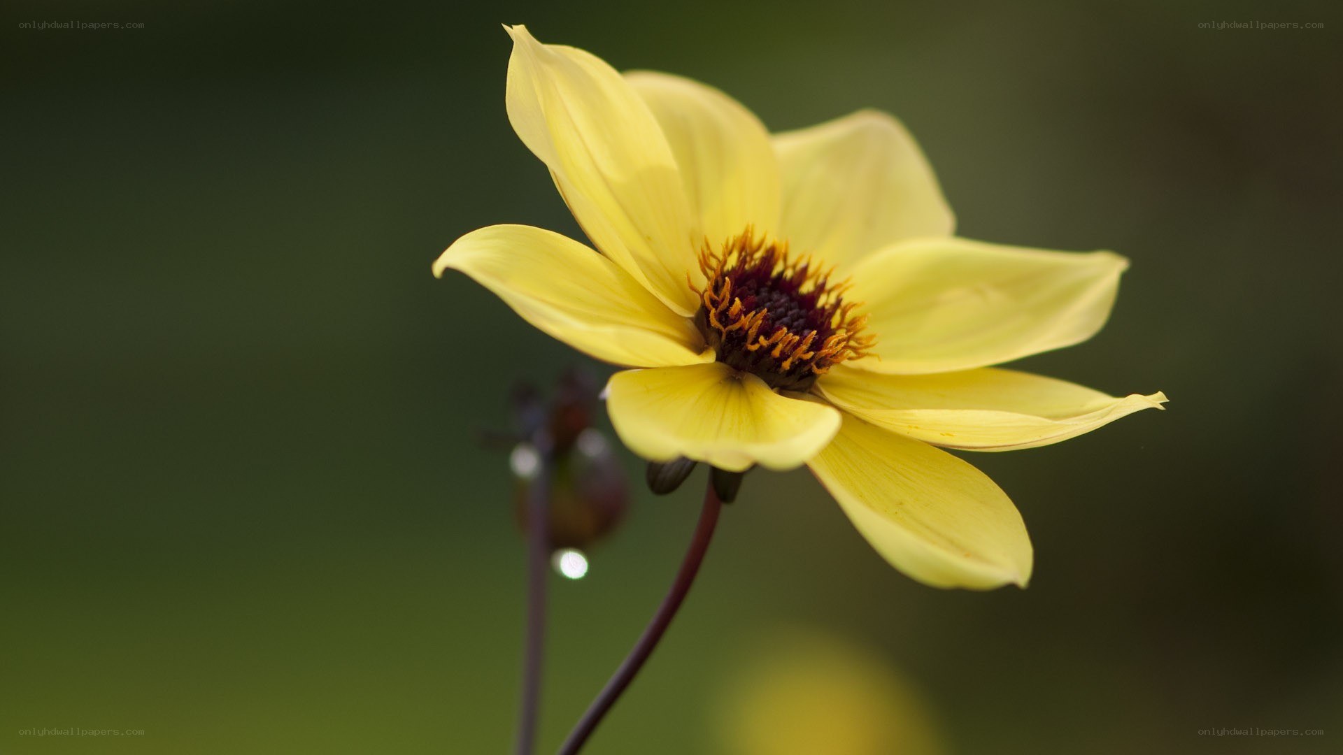 yellow flower in close-up