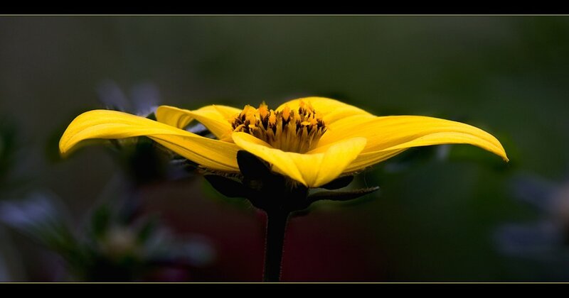yellow flower in close-up