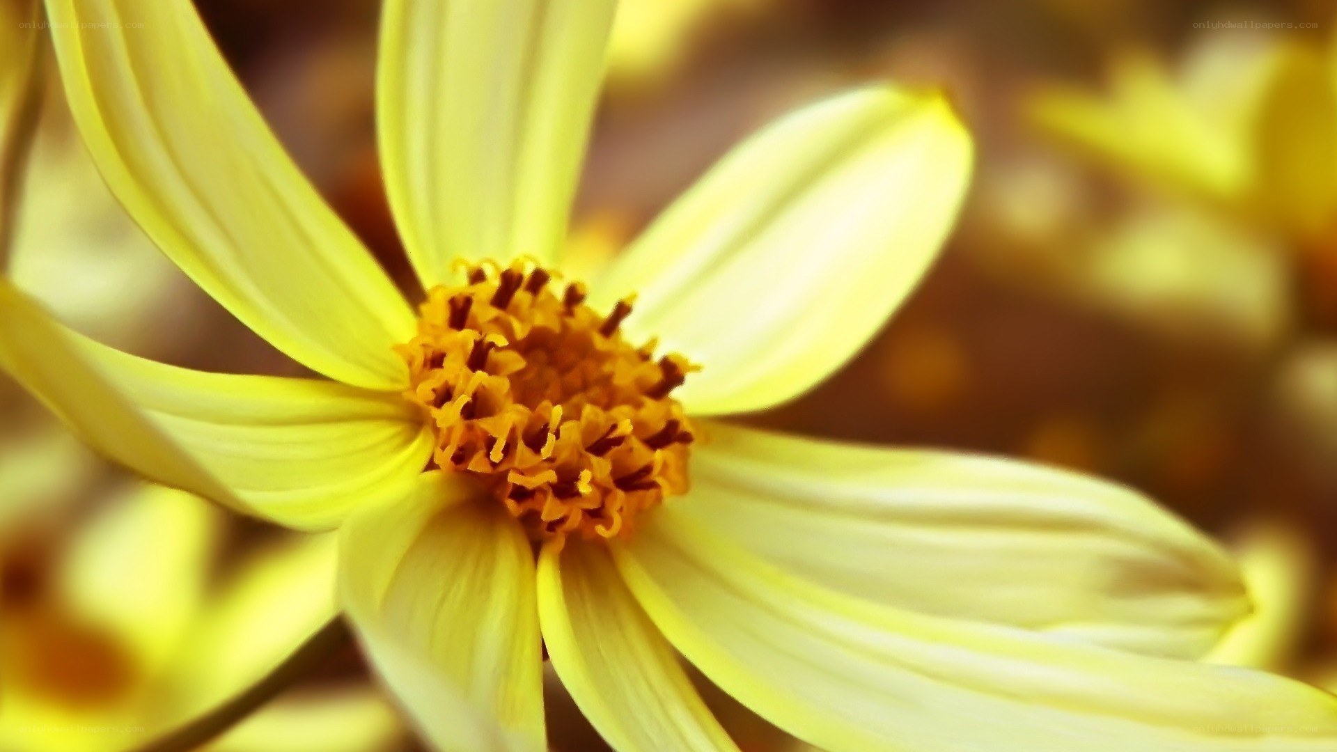 Yellow flower in close-up