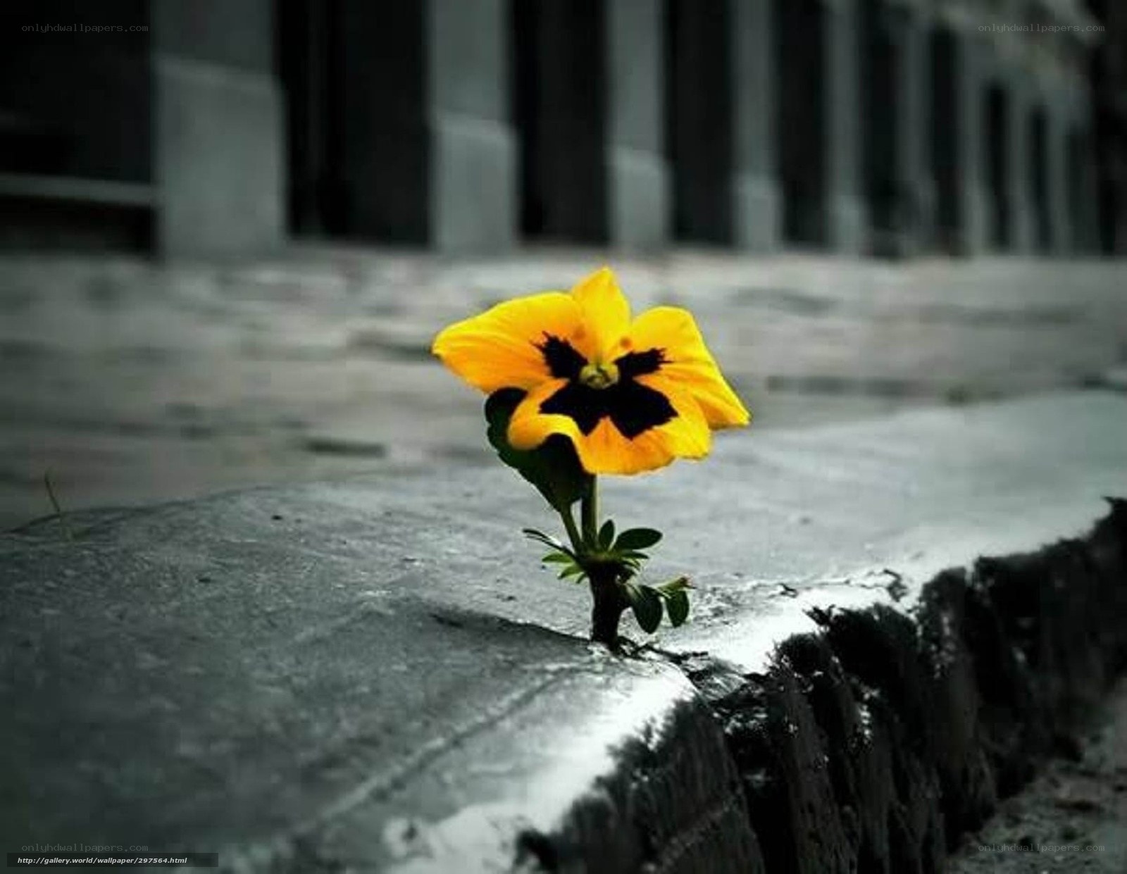 Yellow flower in concrete crack