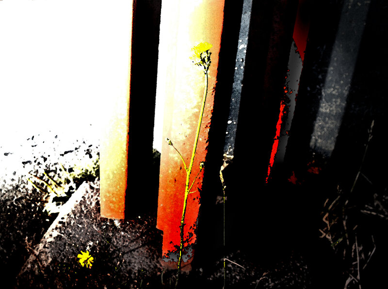 Yellow Flower in Concrete