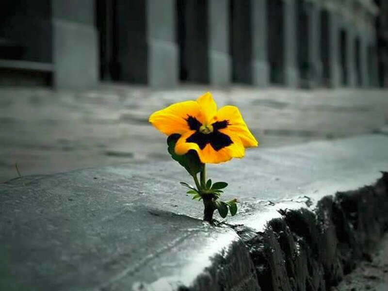 Yellow Flower in Crack