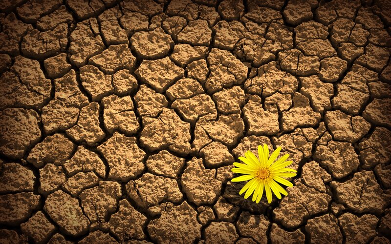 Yellow flower in cracked earth