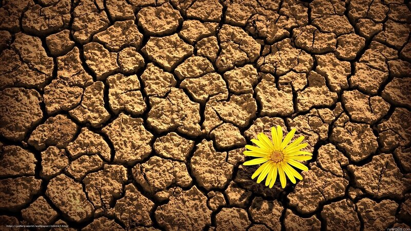 Yellow Flower in Cracked Earth — Brown