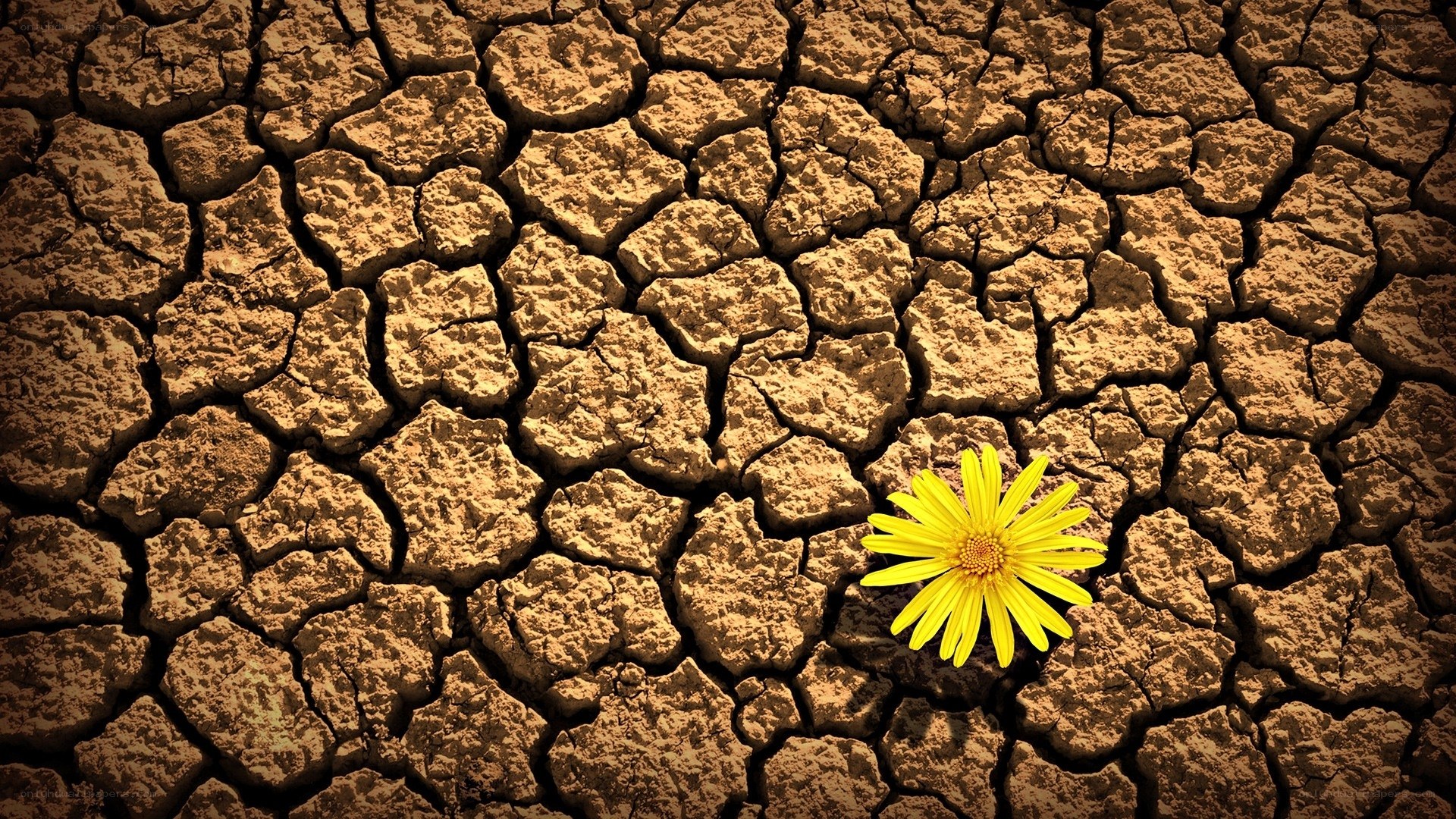 Yellow flower in cracked earth