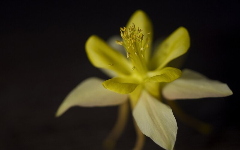 yellow flower in dark background