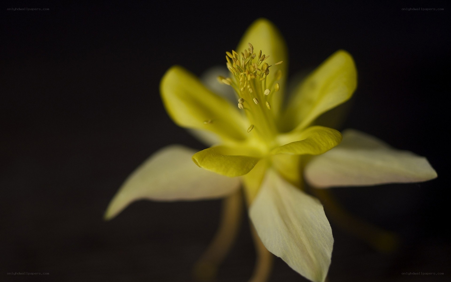 yellow flower in dark background
