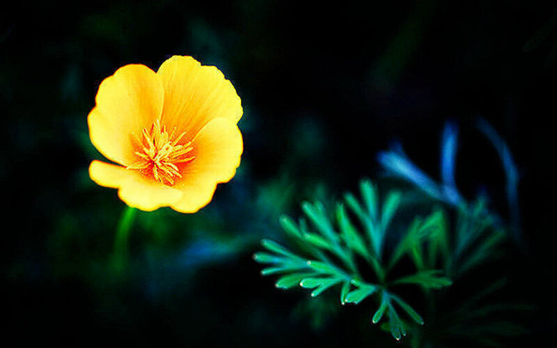 Yellow Flower in Dark — Dramatic, Photograph