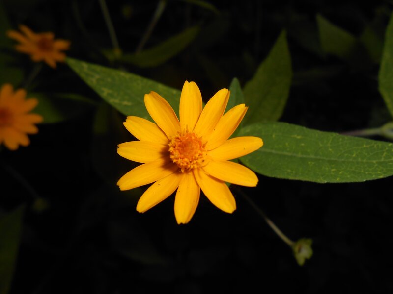 Yellow Flower in Dark — Dramatic