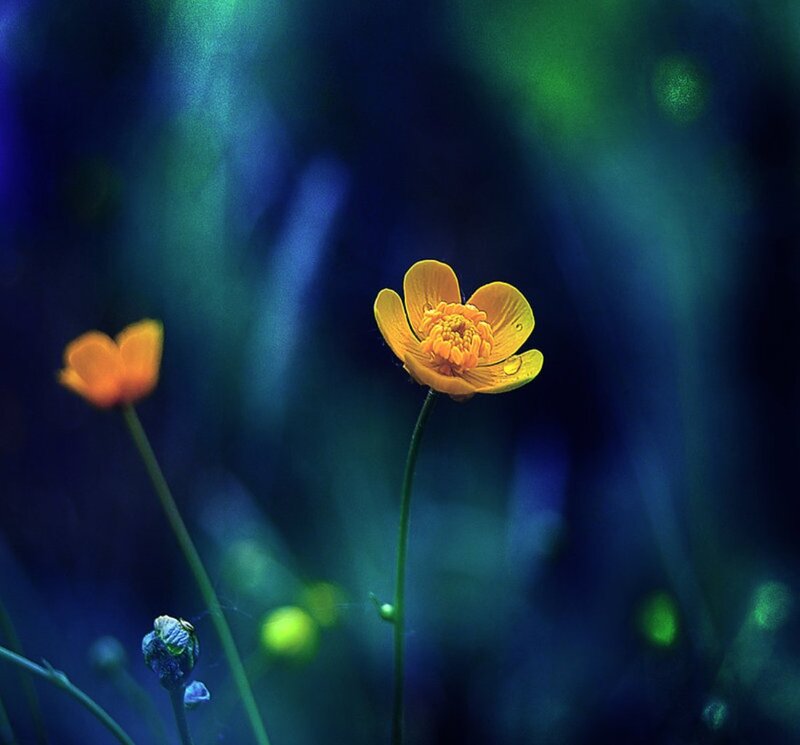 Yellow Flower in Dark Field — Serene