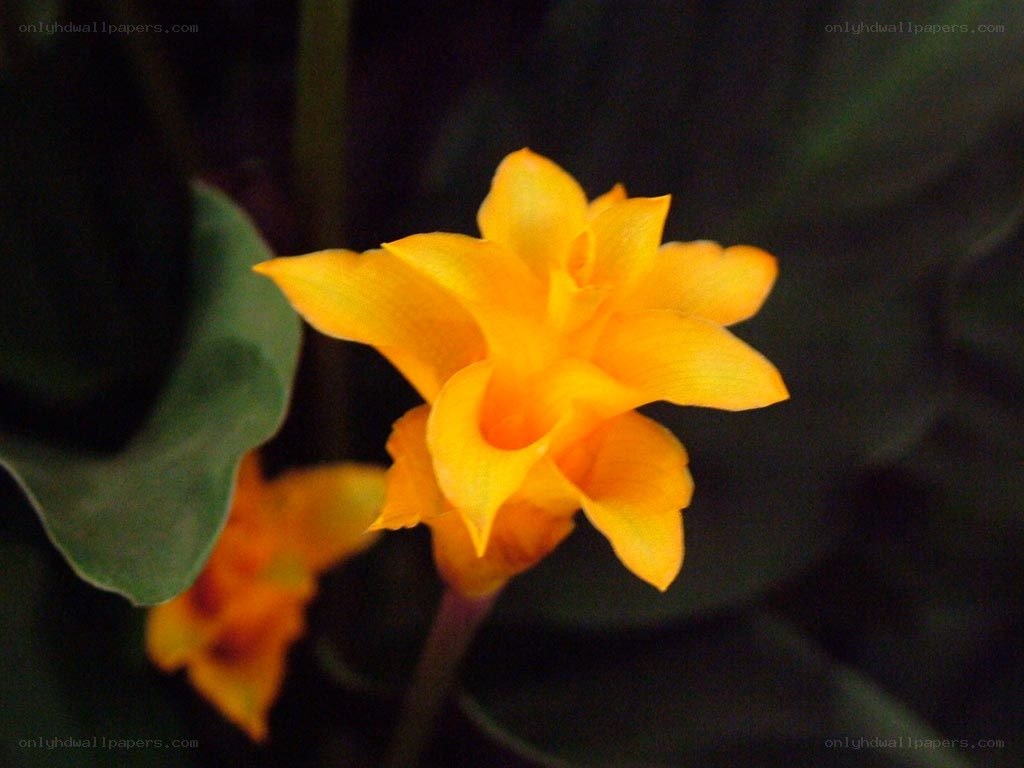 yellow flower in dark setting