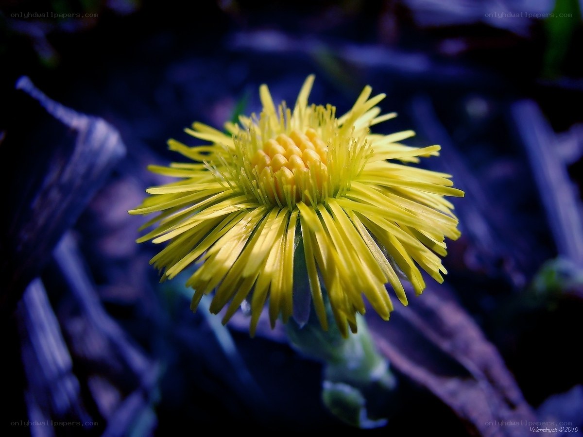 Yellow flower in dark setting
