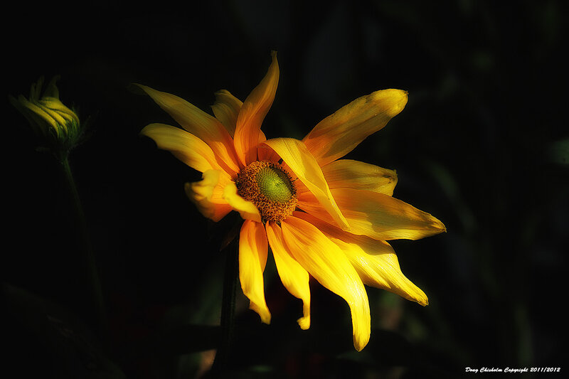 Yellow Flower in Dark