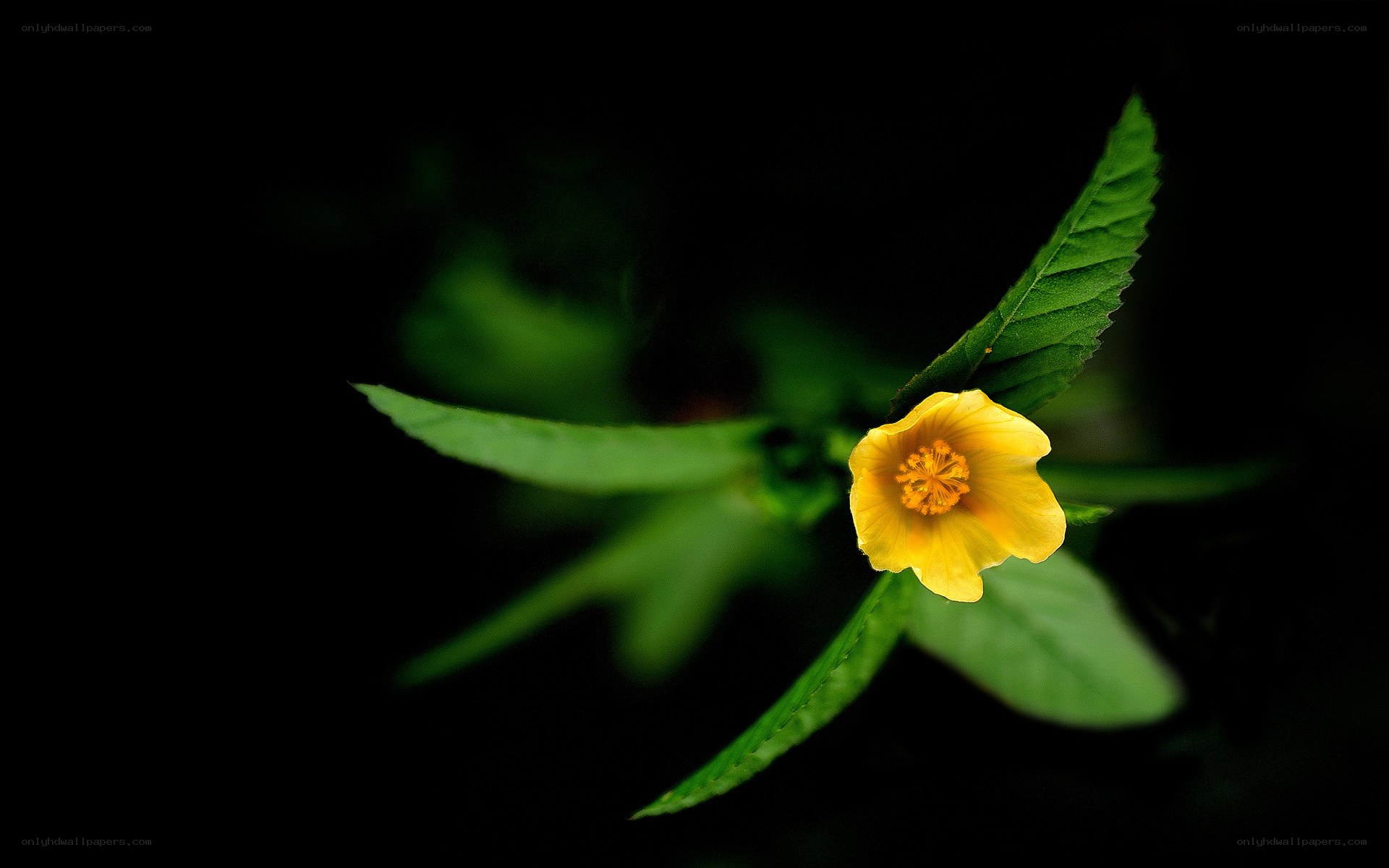 yellow flower in darkness
