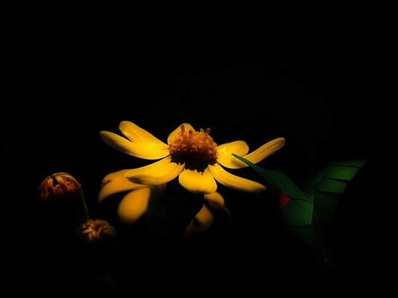 Yellow Flower in Darkness — Dramatic, Night