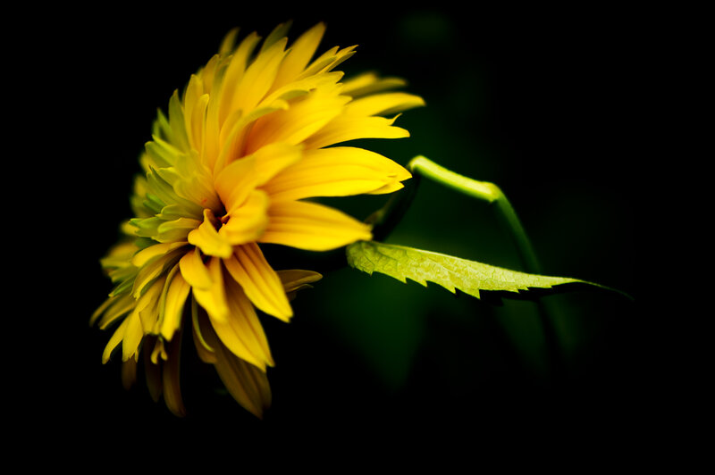 Yellow Flower in Darkness — Dramatic, Photograph