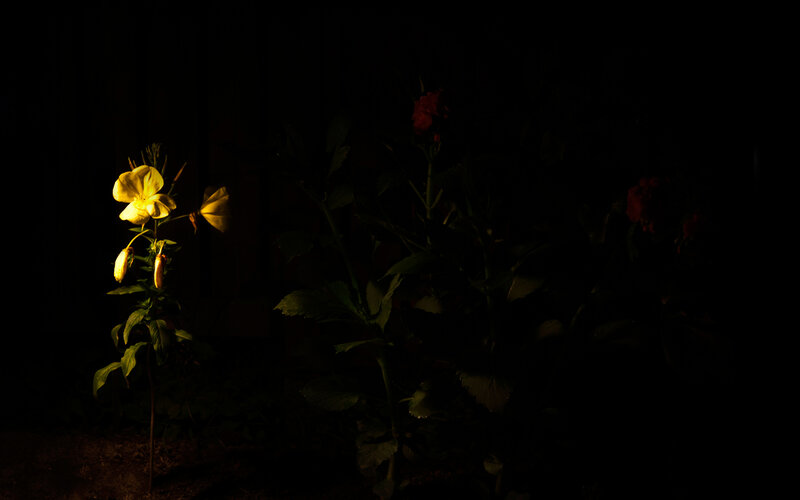 Yellow Flower in Darkness — Dramatic