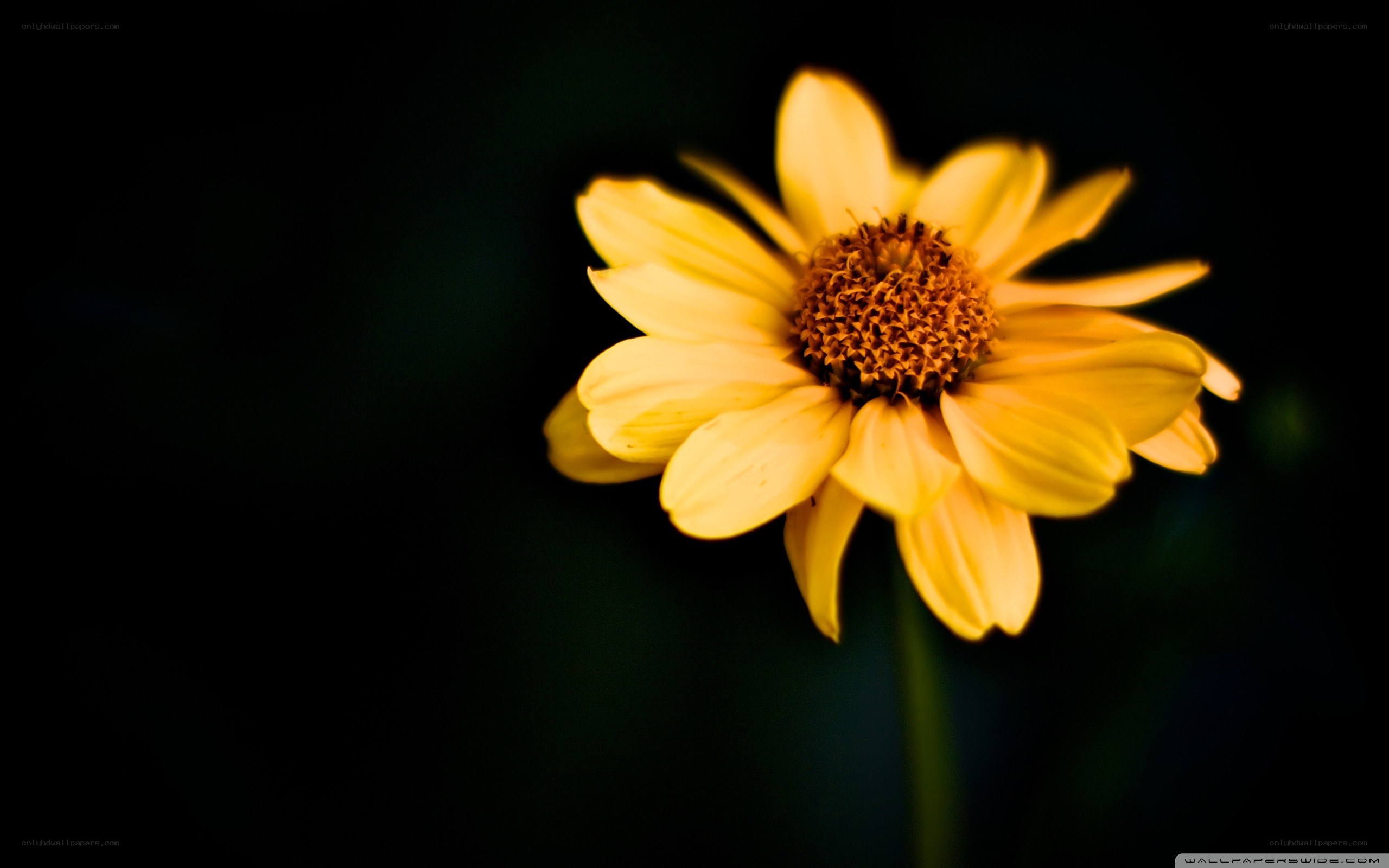 yellow flower in darkness