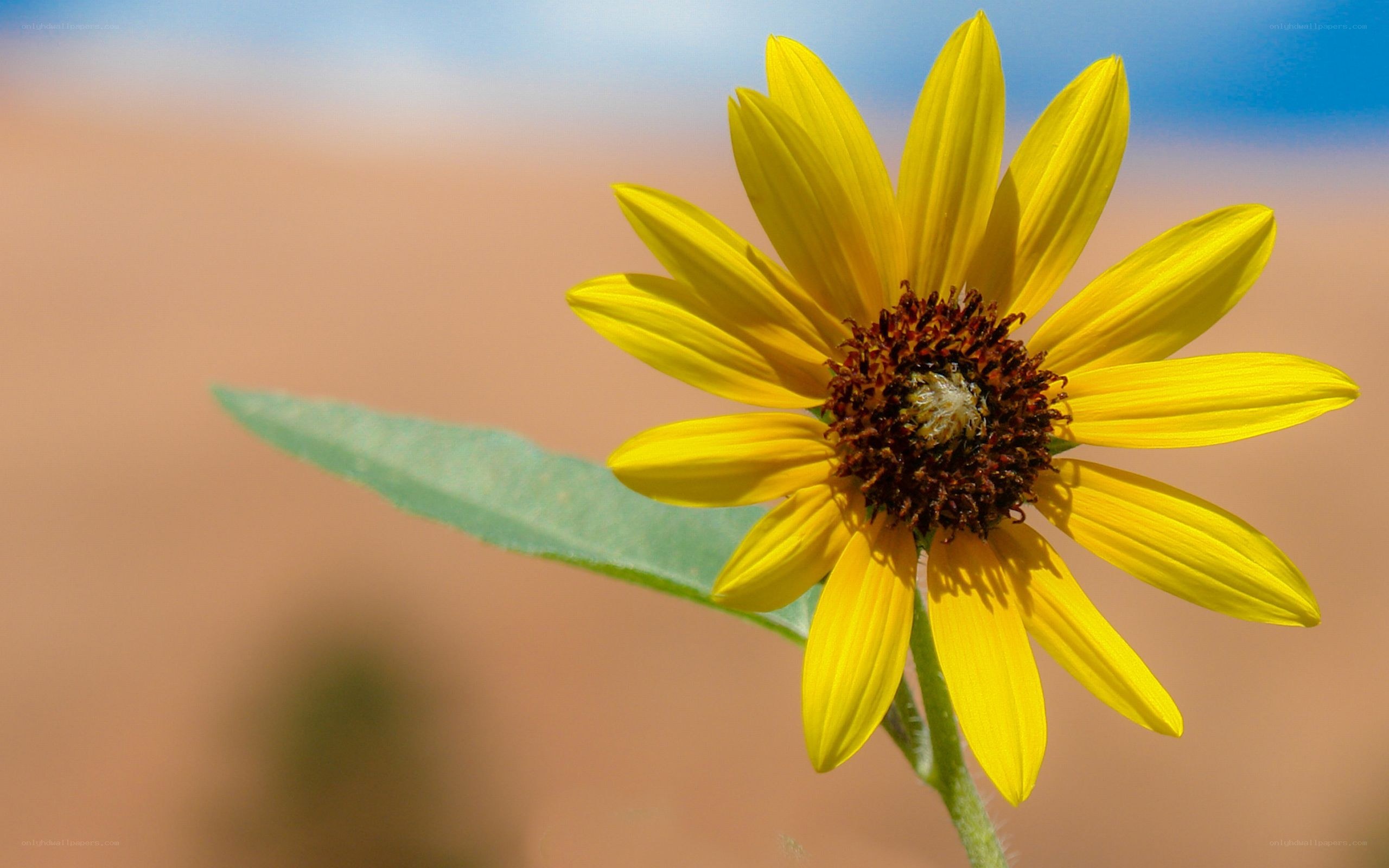 yellow flower in desert
