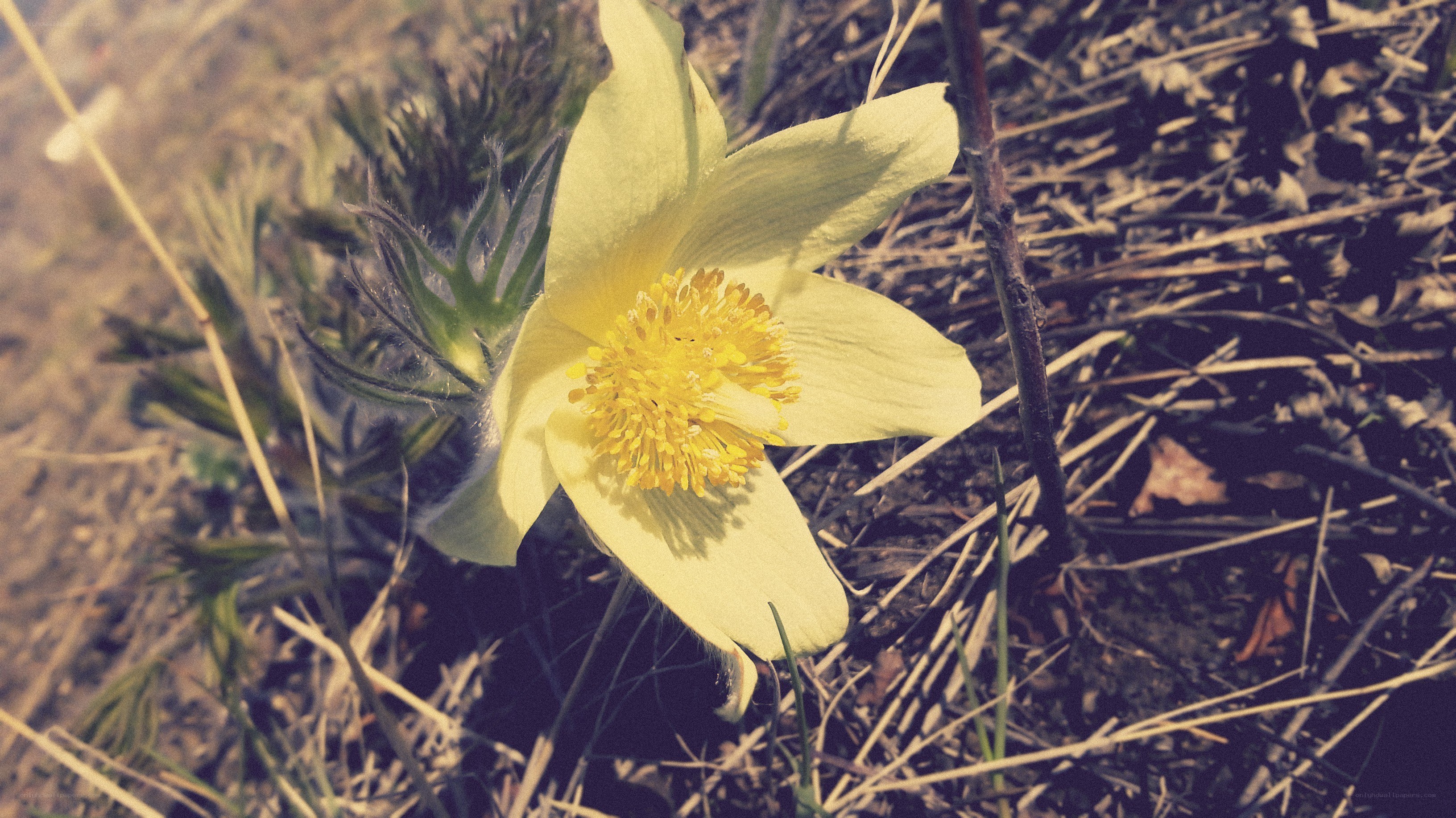 Yellow flower in dry grass