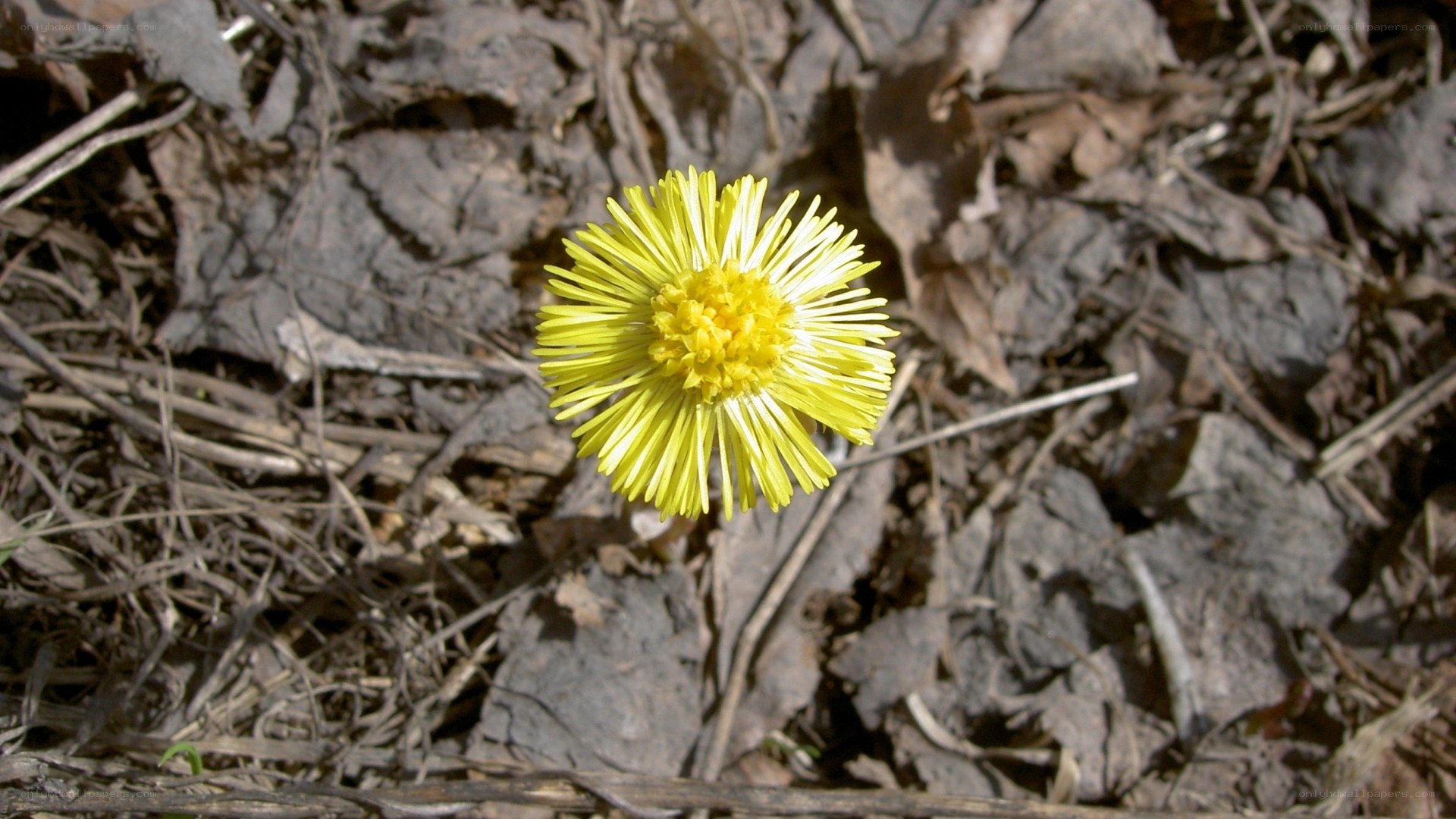 Yellow flower in dry leaves