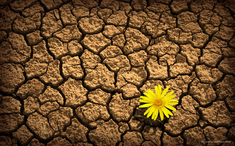 Yellow Flower in Dry Soil — Brown
