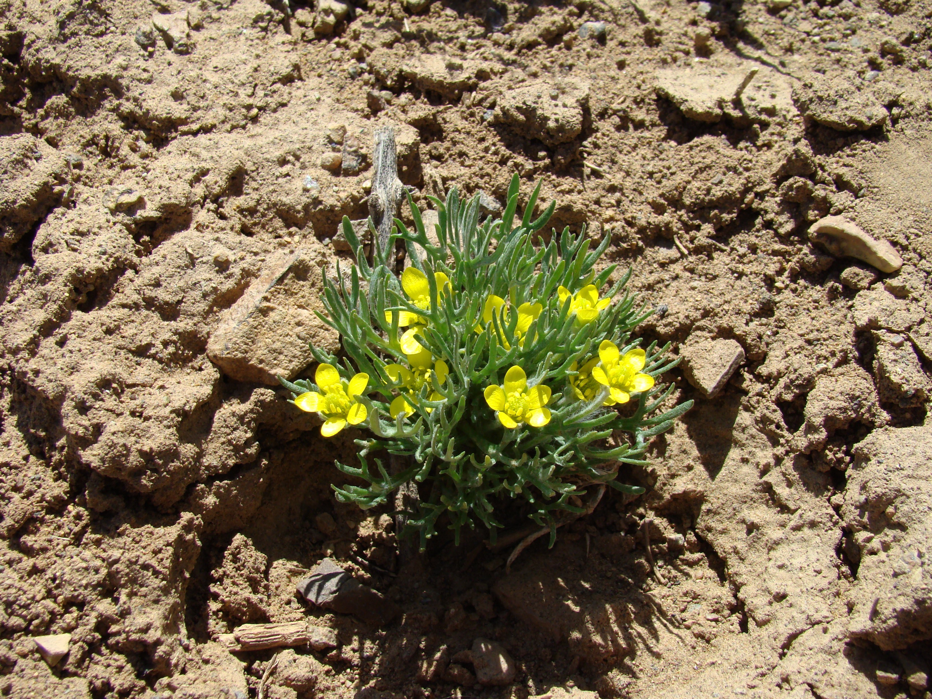 Yellow flower in dry soil