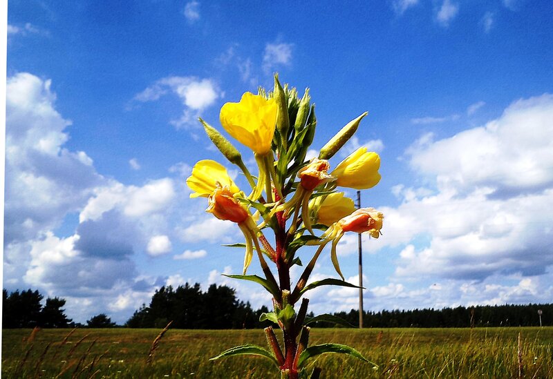 Yellow Flower in Field — Blue, Serene
