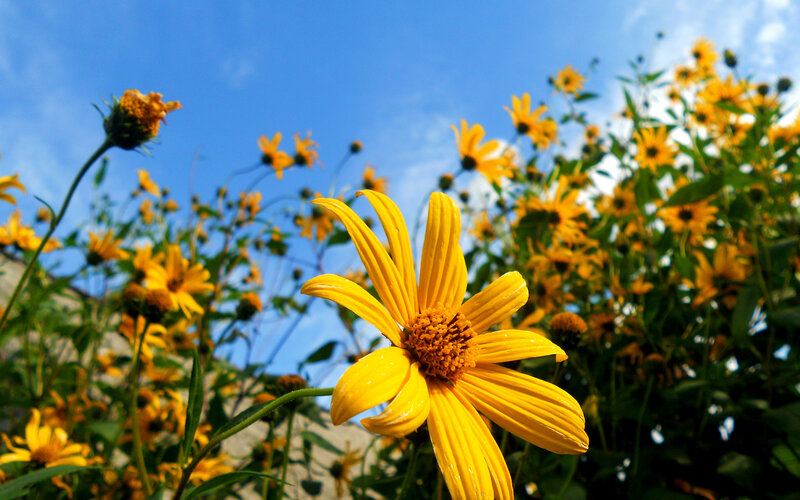 Yellow Flower in Field — Bright