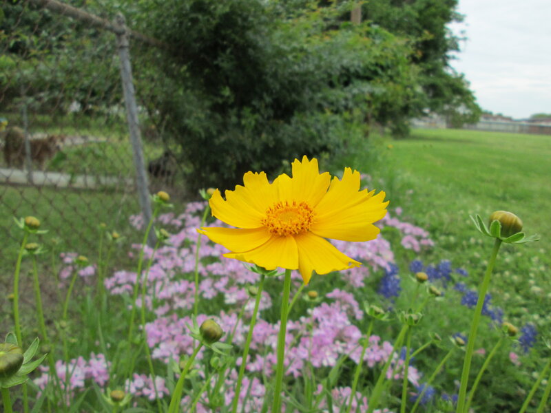 Yellow Flower in Field — Calm