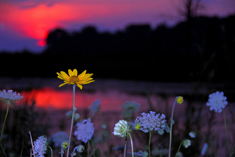 Yellow Flower in Field — Dramatic